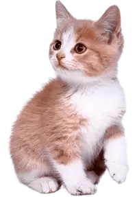 قطط للبيع في استراليا : أفضل الأسعار