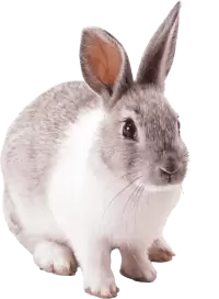 ارانب للبيع في استراليا : أفضل الأسعار