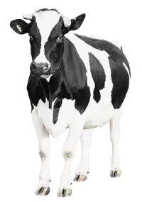 أبقار للبيع في استراليا : أفضل الأسعار