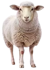 خرفان و اغنام للبيع في استراليا