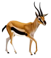 غزلان للبيع في استراليا : أفضل الأسعار