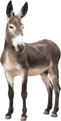 حمير للبيع في استراليا : أفضل الأسعار