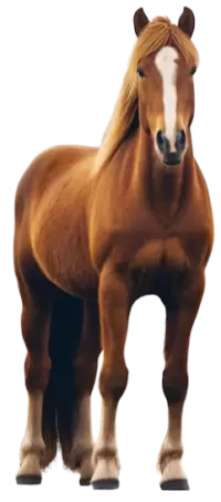 خيل للبيع في استراليا : أفضل الأسعار