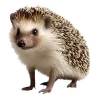 قنافذ للبيع في استراليا : أفضل الأسعار