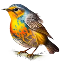 طيور و عصافير للبيع في استراليا : أفضل الأسعار