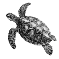 سلاحف و زواحف للبيع في استراليا