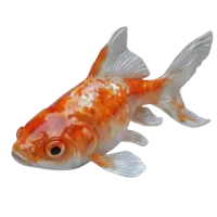 اسماك زينة وأحياء مائية للبيع في استراليا