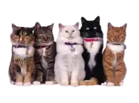 حيوانات للتبني فى استراليا