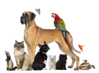 حيوانات اخرى للبيع فى استراليا