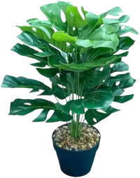 بذور و فسائل صغيرة فى استراليا