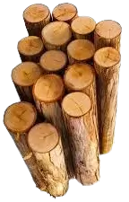 اشجار تالفة للحطب فى استراليا